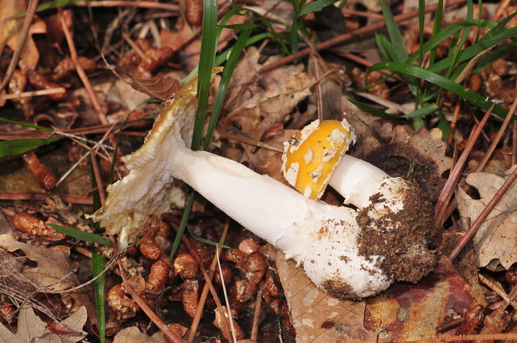 I primi di stagione...